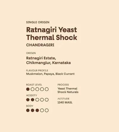 Ratnagiri Thermal Shock (Yeast Fermented)
